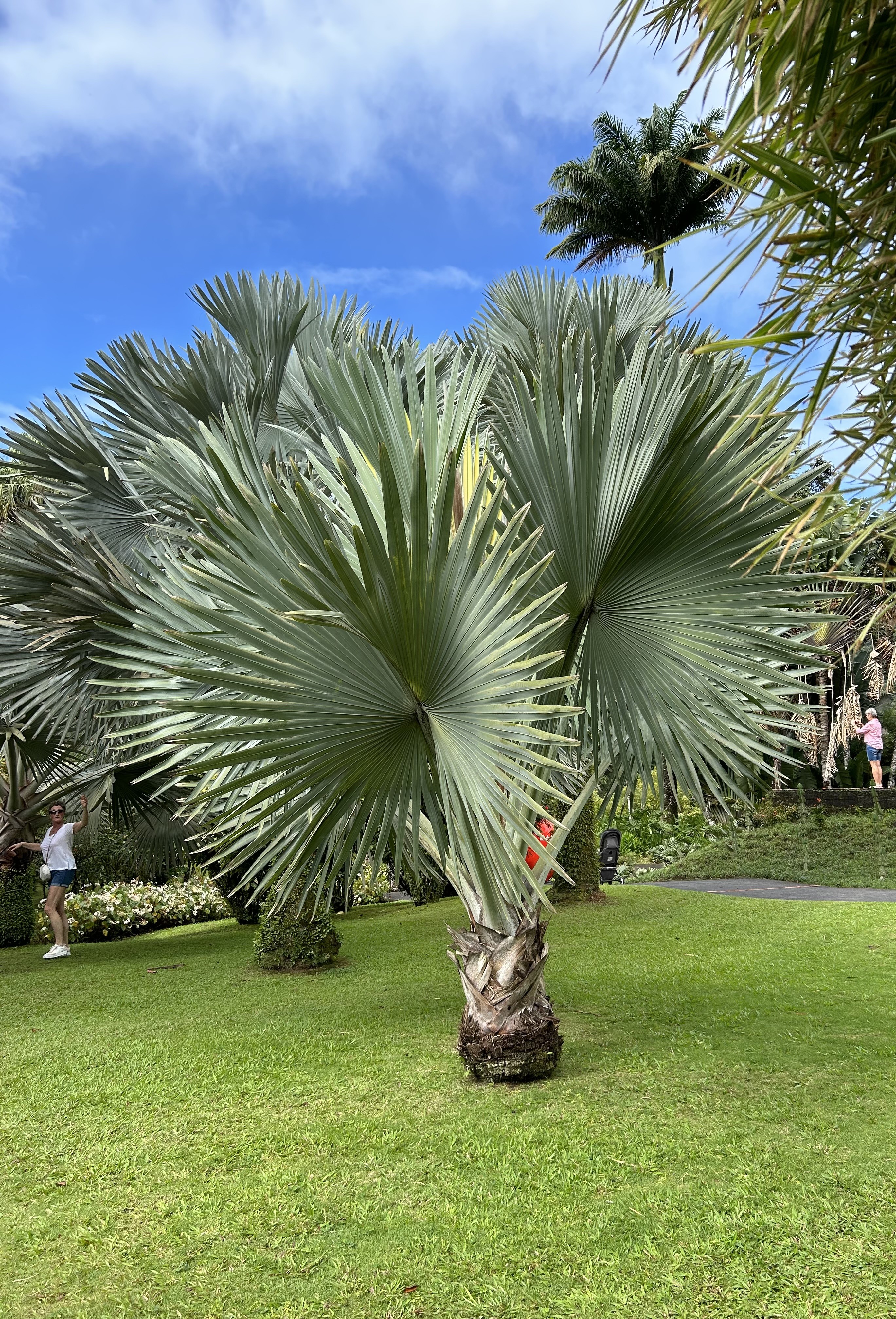 Jardin Balata Martinique
