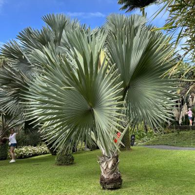 Jardin de BALATA Martinique